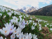 58 Omaggio floreale di crocus ai Tre Signori ed amici 